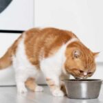 10 причин почему кот не ходит в туалет