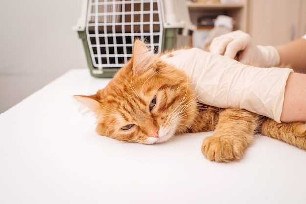 Аллергия на кошку: симптомы и эффективные способы борьбы