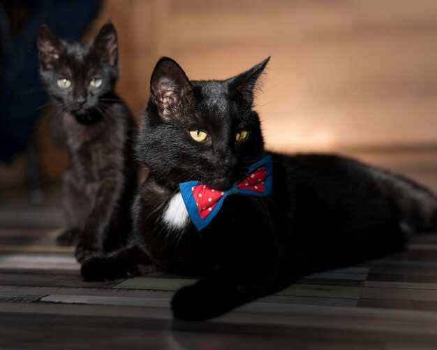 Значение сна о черных кошках в соннике: духовное развитие