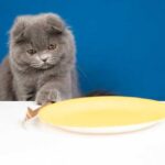 Когда правильно кормить кошку из шприца? Ситуации, когда это необходимо