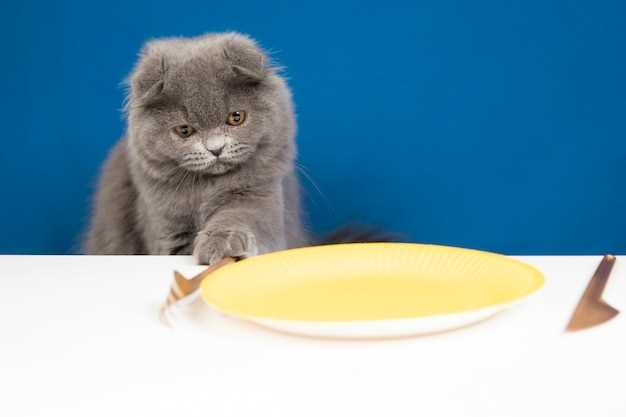 Когда нужно кормить кошку из шприца?