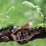Кора муравьиного дерева с селеном: полезные свойства и применение