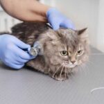 Как лечить кошачью двуустку: способы заражения, симптомы и методы лечения