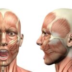 Основная пазуха носа: расположение, строение, функции и заболевания пазух