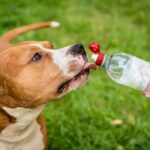 Почему собаки пьют много воды: основные причины и советы по уходу