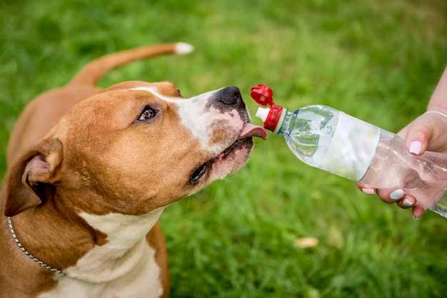  Почему собаки пьют много воды: основные причины и советы по уходу 
