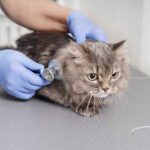 Причины аллергического дерматита у кошек: важные факторы и профилактика