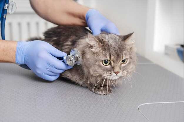 Причины аллергического дерматита у кошек