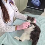 Причины облысения живота у кошек: факторы и способы лечения