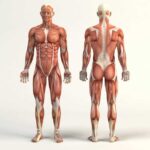 Строение и функции мышц человека: основная информация для понимания анатомии человека