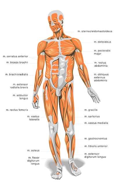 Строение мышц человека