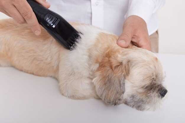 Рекомендации по использованию средств для чистки ушей собак