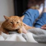 Убивать во сне кошку: значение и толкование сновидения