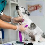 Уход и лечение животного с хронической болезнью: эффективные методы и рекомендации