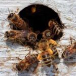 Во сне укусила пчела: значение, толкование, предзнаменования, что ожидает в реальности
