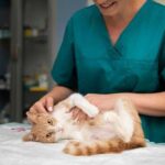 Как помочь кошке восстановиться после операции